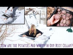 How Are the Potatoes Storing by Mid Winter in Our New Repurposed Root Cellar? Harvested 5 months Ago