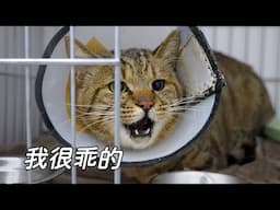 獲救浪貓為求領養百般賣萌，讓人看了心酸｜李喜猫