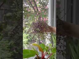 More plant space for you  #houseplants #plants #plantlover