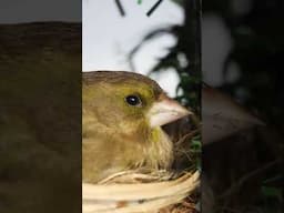European Greenfinch Nest 🪺 #birds