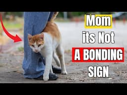 If Your Cat Blocks Your Path – Don’t Ignore This Silent Message