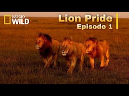 Lion Pride new Documentary 2022[English Subtitles] Episode 1 - Nat Geo wild.