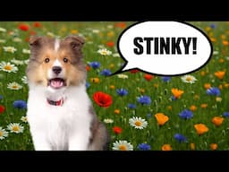 STINKY Flowers! 🌸🐶🤔 a Sheltie Puppy Conversation! e1016