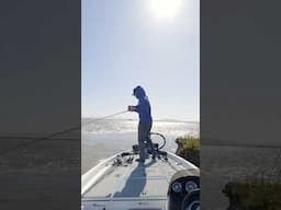 Catching striped bass on EVERY cast - California Delta #fishing #shorts