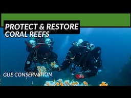 Protecting and restoring coral reef ecosystems