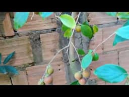 Porque a Dovyalis DOCE é uma das MELHORES frutíferas para Vaso  Descubra neste Vídeo! 1