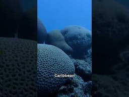 🪸 The Biggest Coral Reef in the South Atlantic: The Abrolhos Reef! #CoralReef #Ocean #SeaLife