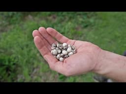 Velvet Beans are Cooler Than We Thought