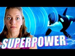 Marine Biologist Explains a Killer Whale's Superpower: Echolocation