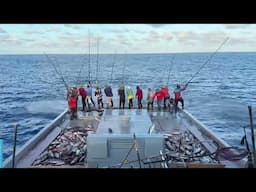 Tuna Tactics: Precision Fishing for Skipjack Pros🎣