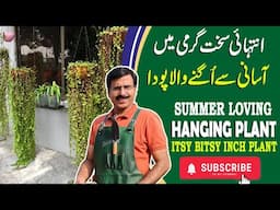 How To Grow Itsy Bitsy Inch Plant From Cuttings | Gardening With Javed Iqbal