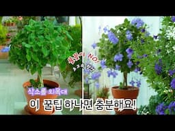 [4K]이건 생각 못 했죠?  삭소롬 외목대 속성으로 만드는 방법, 이 꿀팁 하나면 충분해요! /더 예뻐진 4월의 베란다 꽃소식