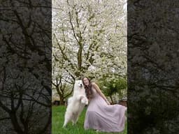 Spring photoshoot with my dog 📸🌸 #spring #samoyed #dog #photoahoot #dress