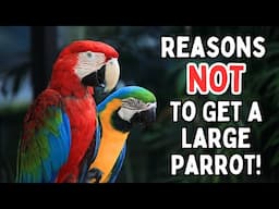 Reasons NOT To Get A Large Parrot Pet | Macaw Cockatoo Amazon Ringneck | TheParrotTeacher