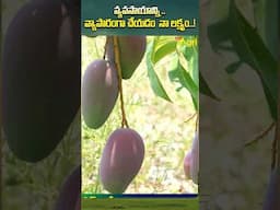 వ్యవసాయాన్ని వ్యాపారంగా చేయడమే నా లక్ష్యం #ToneAgri #ExoticMangoes #MangoFarming #agriculture #farm