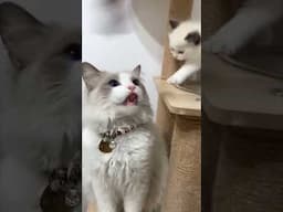 baby cats (kittens) plays together | Funny animal videos