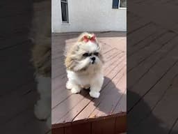 Wind + Shih Tzu = Fluffy Cuteness 💨🐾 #shorts #shihtzu