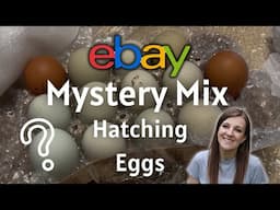 Ordering Hatching Eggs Online? Here’s What To Look For + MYSTERY Shipped Eggs Hatch!
