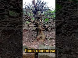 #ficus racemosa #bonsaitree #ficus #bonsaiplants