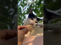 Mittu is turning One 🐈♥️🎂 #shorts #pets #catlovers