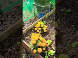let's plant these garden beds for the autumn #growyourownfood #gardening #vegegardening