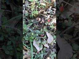 Close Encounter of the Snake Kind…Part One #moccasins #poisonoussnakes