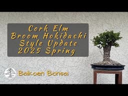 Cork Bark Elm - Broom Style Hokidachi Update 2025 Spring -  Bonsai Techniques - Baikoen Bonsai Club