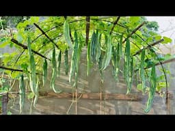 Growing Beans in Plastic Containers Is Super Effective – You’ll Regret Not Knowing It Sooner!