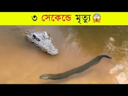 কুমিরও ভয় পায় এই প্রাণীটিকে😱