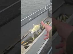 limited out!! wierd to say for yellow bass!! #fishing #shorts #fish #subscribe