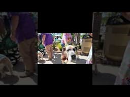 Rv Life Goes to the Dogs…And Cats!