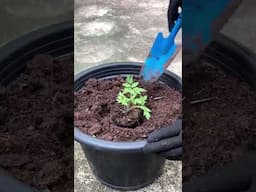 transplanting and thinning tomato #gardening #garden #pruning