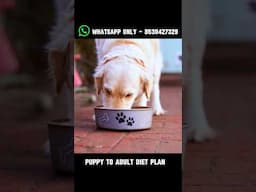 Labrador Super Diet Plan #labrador #dog #shorts
