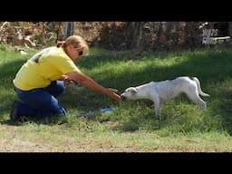 Houston Street Dog Rescuers Kick Ass Saving Dogs After Disaster!