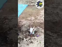 Froggy Boss. #shorts #short #shortvideo  #funny