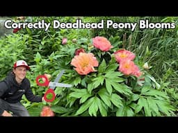 Deadheading PEONY Flowers - the Correct way Keep Peonies Looking Healthy