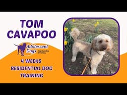 Tom the Cavapoo | 4 Weeks Residential Dog Training