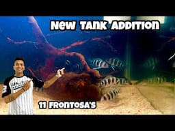 “Frontosa Fish Tank Addition” 11 Frontosa’s in the house :)