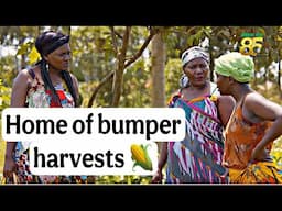 Kansiime and the Magic garden. SeedCo at 85yrs. #homeofbumperharvests