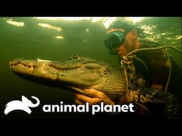 The Mysterious Case of the Octo-Gator | Gator Boys | Animal Planet