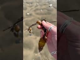 Super Satisfying Sea Balls Burst When Squeezed! #nature #shorts