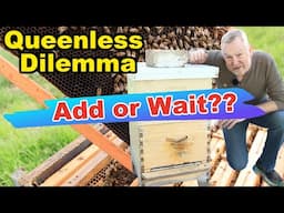 Beekeeping Emergency: No Eggs, No Queen—Add One Or Wait?