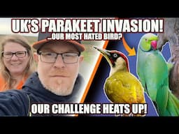 UK’S PARAKEET INVASION!...OUR CHALLENGE HEATS UP!