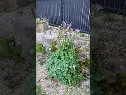 Frugal living in France and back to the garden