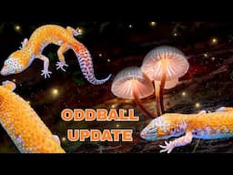 An UPDATE on the WEIRDEST gecko we EVER produced!