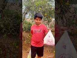 Todays Harvest #mygarden organic fruits మా చిన్నోడు హార్వెస్ట్ చేసిన Fruits #mysweethome