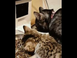 Its a cats life 42 #kitten