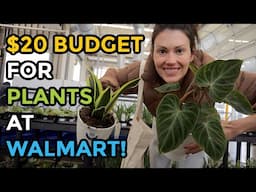 $20 Budget For Plants From Walmart! Big Box Plant Shopping - Indoor Plants - Walmart Finds
