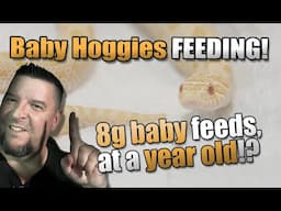 How CUTE are these baby Hoggies feeding?