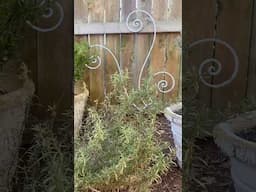 •THRIFTED garden decor•